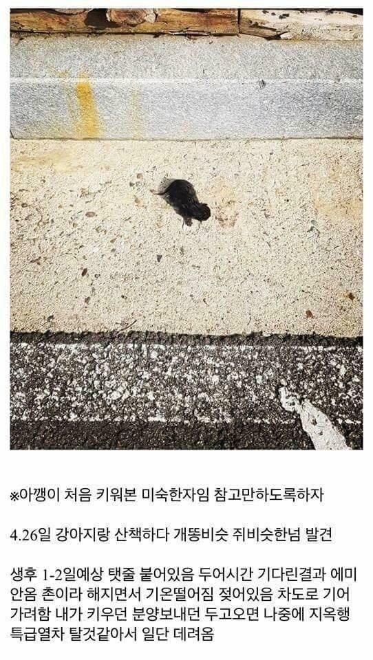 개붕이가 쓴 아깽이 성장기